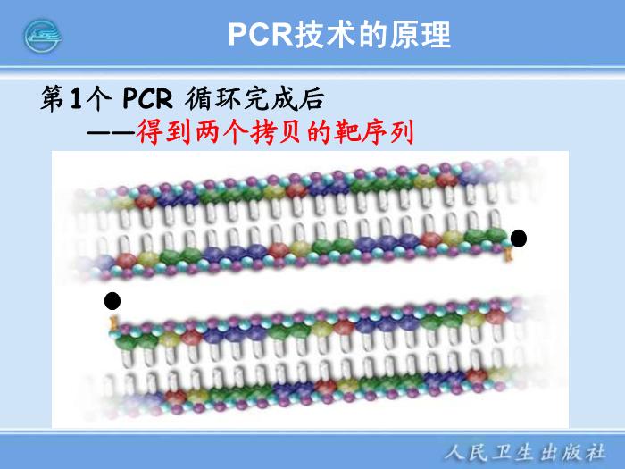 【醫學PPT課件】核酸擴增儀  臨床檢驗儀器學第11頁