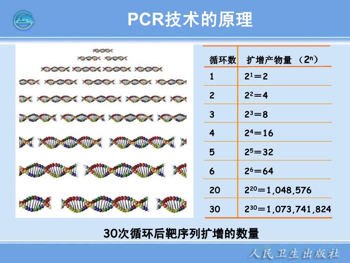 【醫學PPT課件】核酸擴增儀  臨床檢驗儀器學第12頁