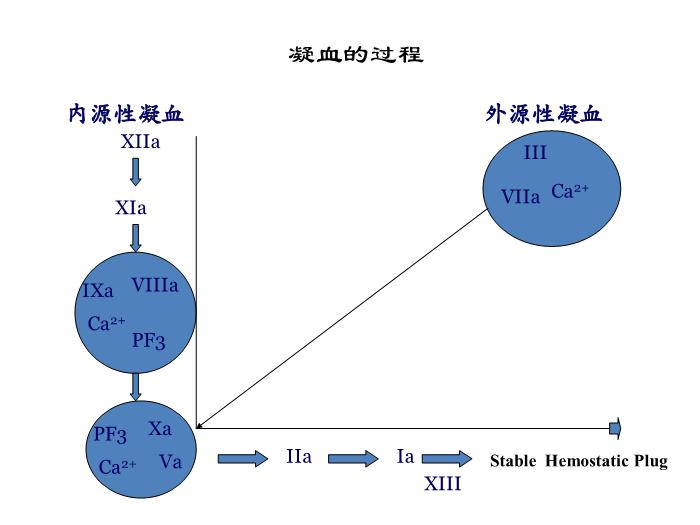 【醫學PPT課件】第八版診斷學 止血與血栓第12頁
