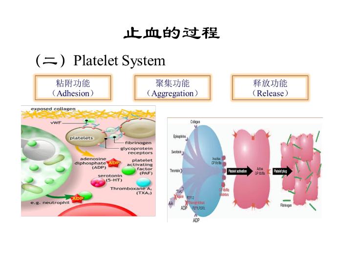【醫學PPT課件】第八版診斷學 止血與血栓第8頁