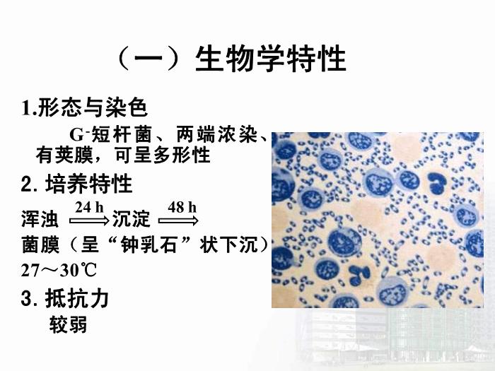 【醫學PPT課件】動物源性細菌  醫學微生物學教學課件第14頁