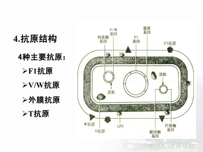 【醫學PPT課件】動物源性細菌  醫學微生物學教學課件第15頁