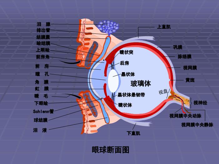 【醫學PPT課件】急性閉角型青光眼 黃驊市醫院眼科第8頁