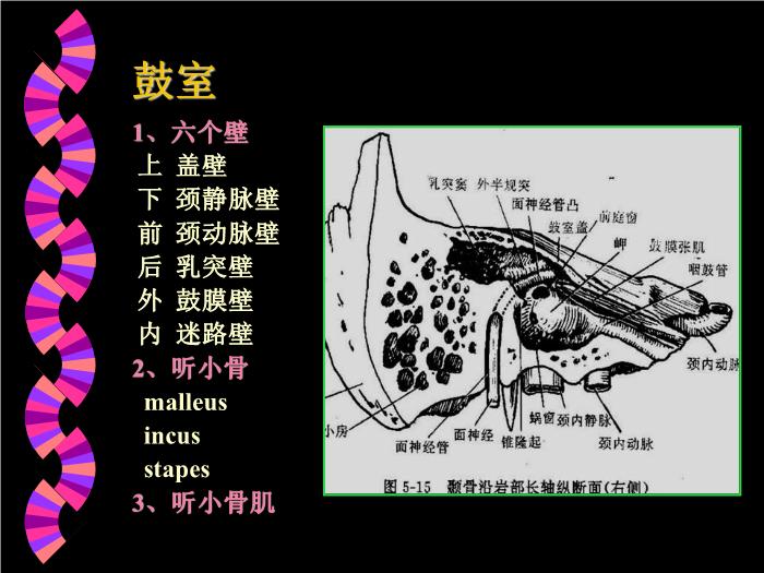 【醫學PPT課件】耳部CT解剖及疾病診斷_王麗君PPT課件第5頁
