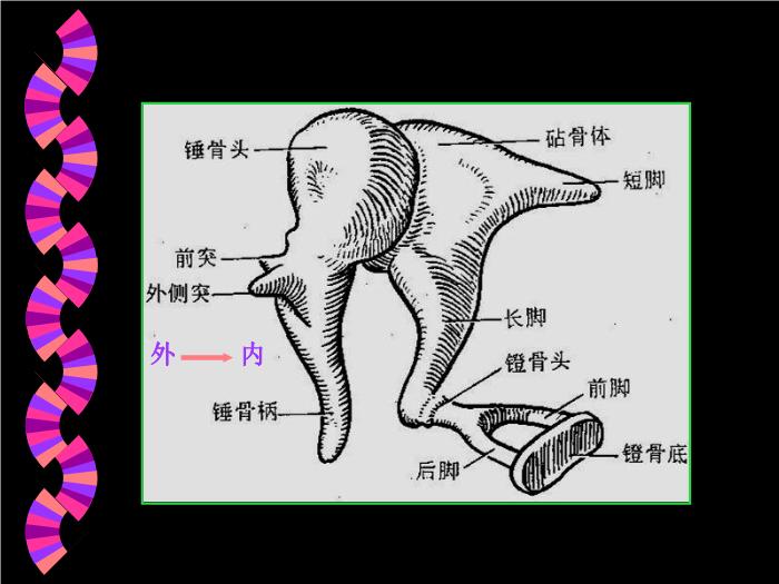【醫學PPT課件】耳部CT解剖及疾病診斷_王麗君PPT課件第6頁