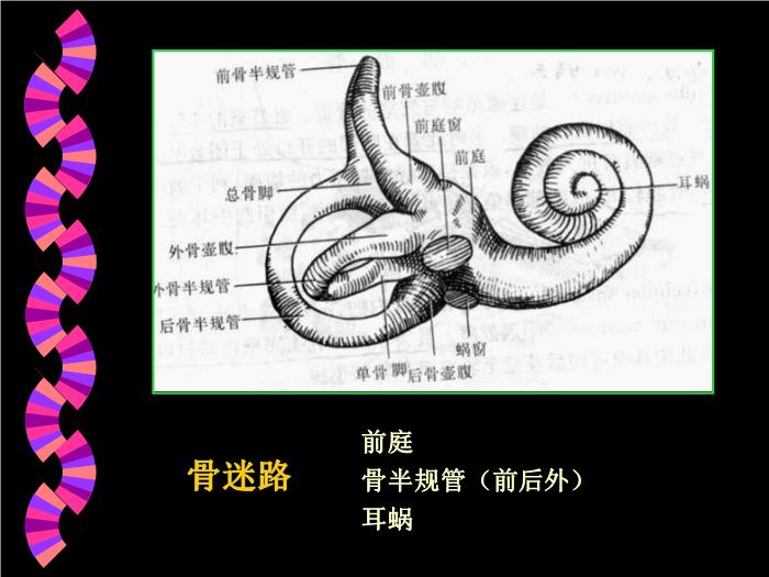 【醫學PPT課件】耳部CT解剖及疾病診斷_王麗君PPT課件第8頁