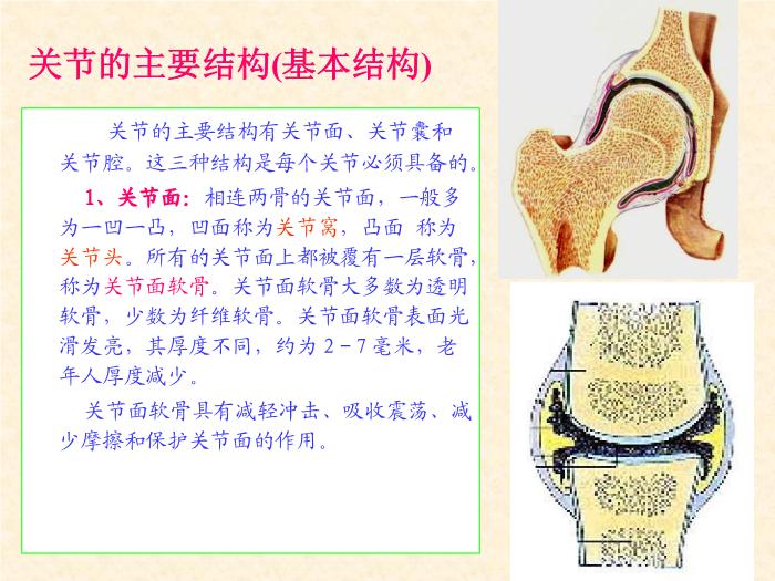 【醫學PPT課件】人體解剖學電子教案-運動系統骨連接總論-山西師范大學第11頁