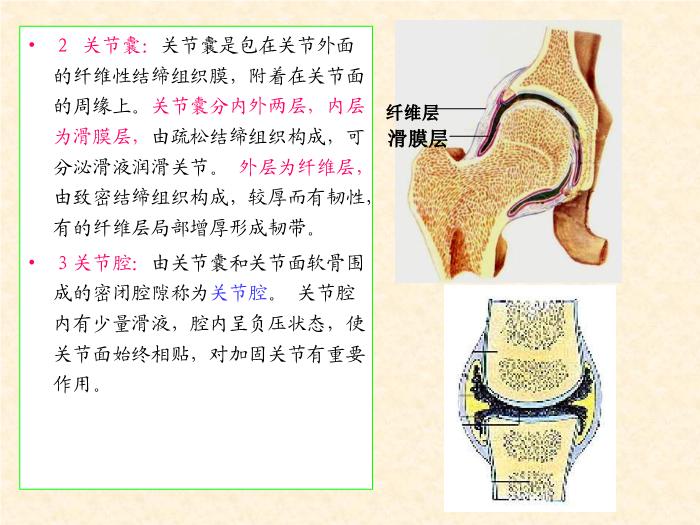 【醫學PPT課件】人體解剖學電子教案-運動系統骨連接總論-山西師范大學第12頁