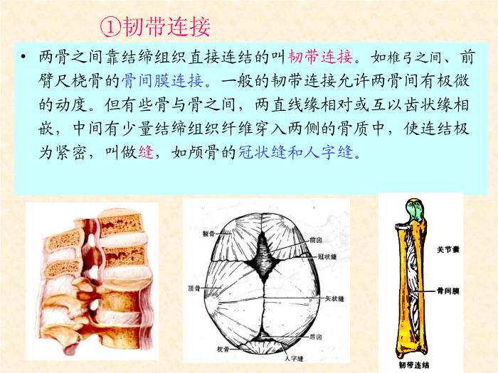 【醫學PPT課件】人體解剖學電子教案-運動系統骨連接總論-山西師范大學第5頁