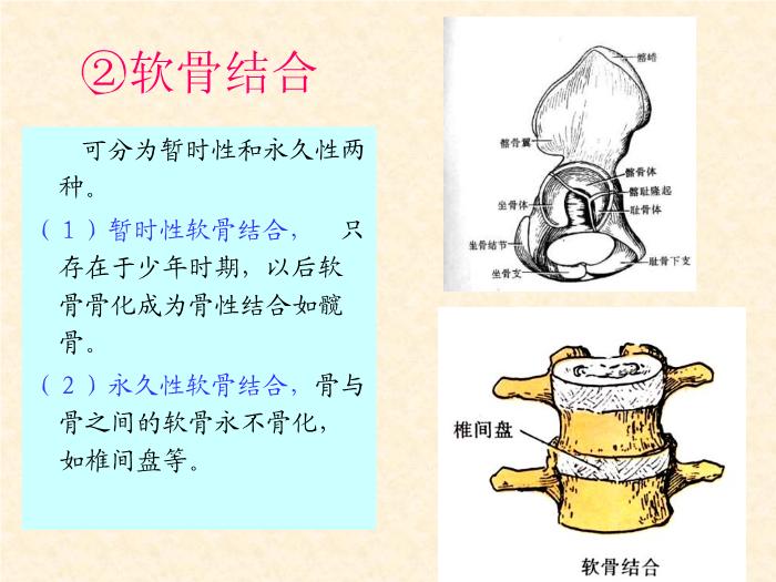 【醫學PPT課件】人體解剖學電子教案-運動系統骨連接總論-山西師范大學第6頁