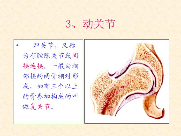 【醫學PPT課件】人體解剖學電子教案-運動系統骨連接總論-山西師范大學第9頁