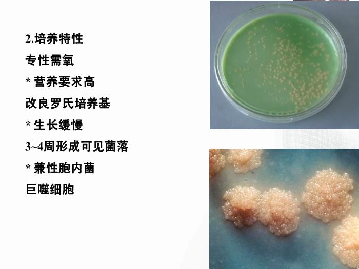 【醫學PPT課件】分支桿菌屬  醫學微生物學教學課件第10頁