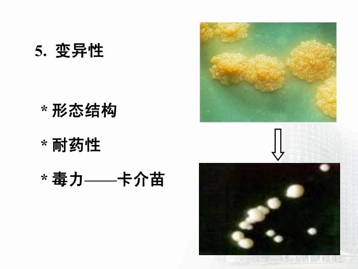 【醫學PPT課件】分支桿菌屬  醫學微生物學教學課件第13頁
