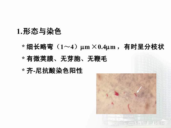 【醫學PPT課件】分支桿菌屬  醫學微生物學教學課件第9頁