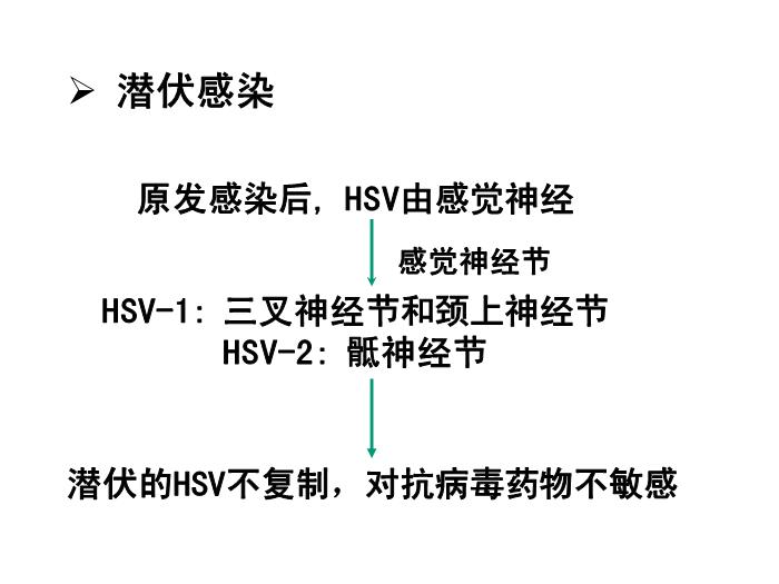 【醫學PPT課件】第31章 皰疹病毒 醫學微生物學教學課件第13頁
