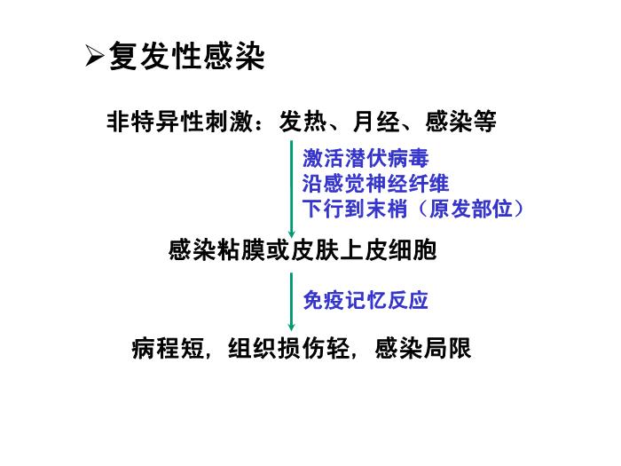 【醫學PPT課件】第31章 皰疹病毒 醫學微生物學教學課件第14頁