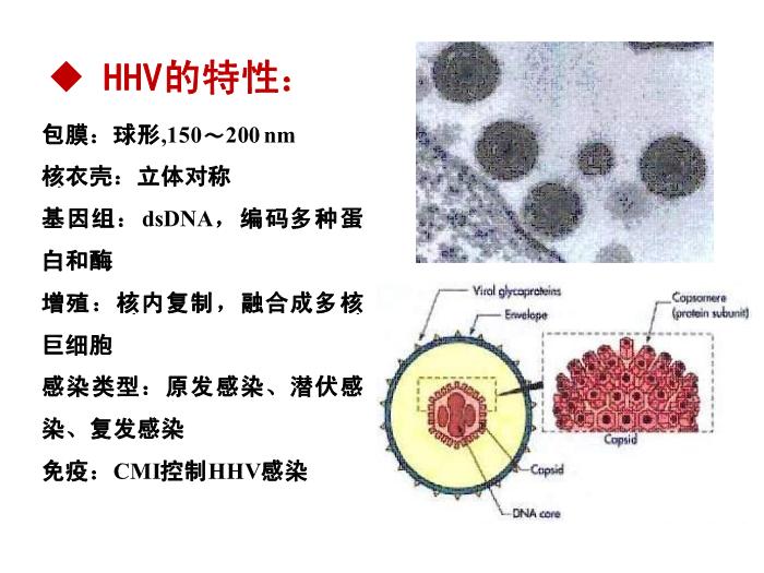 【醫學PPT課件】第31章 皰疹病毒 醫學微生物學教學課件第4頁
