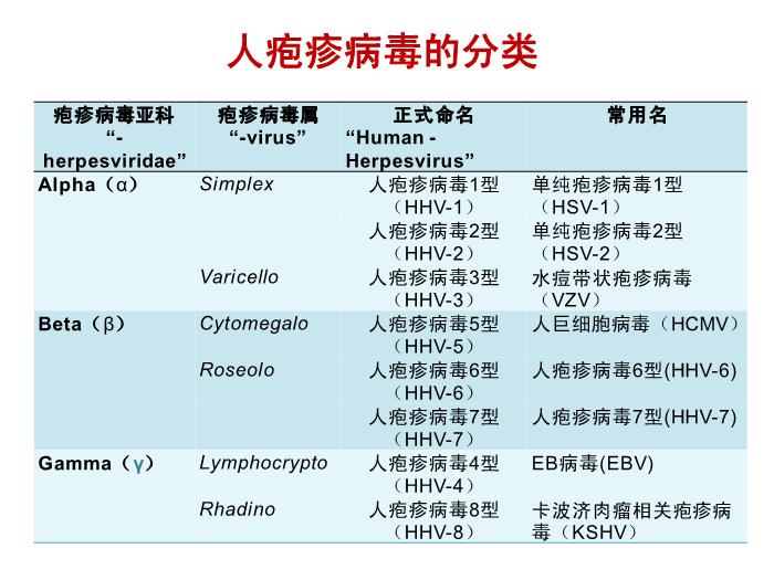 【醫學PPT課件】第31章 皰疹病毒 醫學微生物學教學課件第5頁