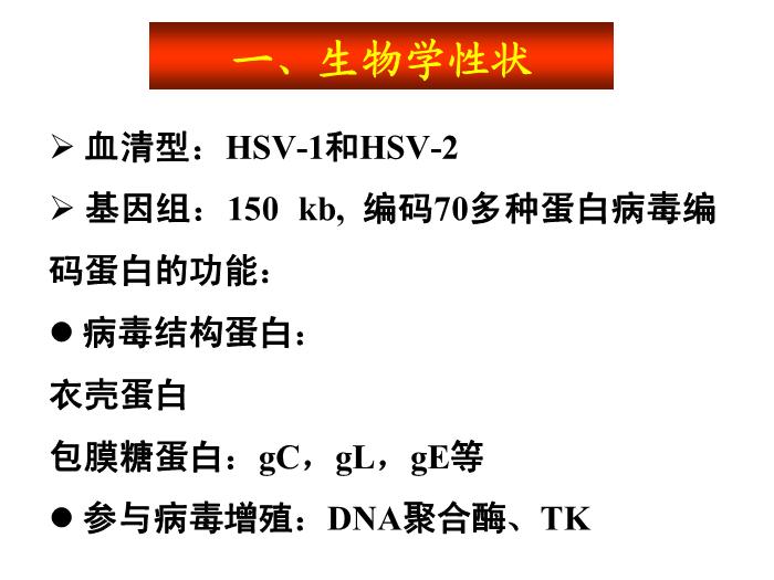 【醫學PPT課件】第31章 皰疹病毒 醫學微生物學教學課件第7頁