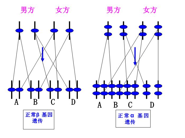 【醫學PPT課件】地中海貧血研究近況 右江民族醫學院兒科第9頁