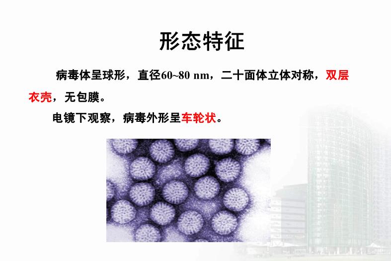 【醫學PPT課件】第27章 急性胃腸炎病毒 醫學微生物學教學課件第7頁
