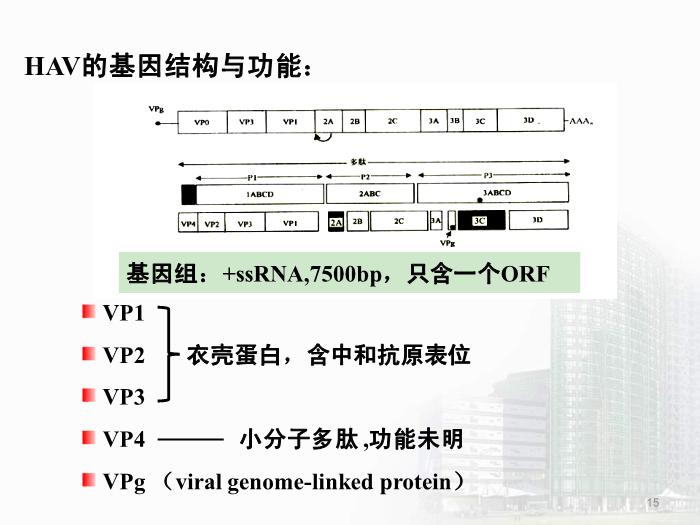 【醫學PPT課件】第28章 肝炎病毒 醫學微生物學教學課件
