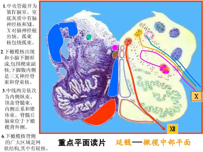 【醫學PPT課件】腦部重點平面讀片、切面第1頁
