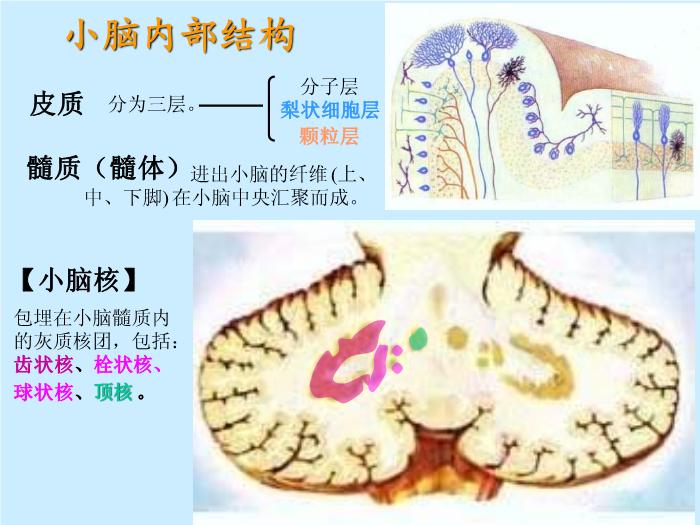 【醫學PPT課件】腦部重點平面讀片、切面第10頁