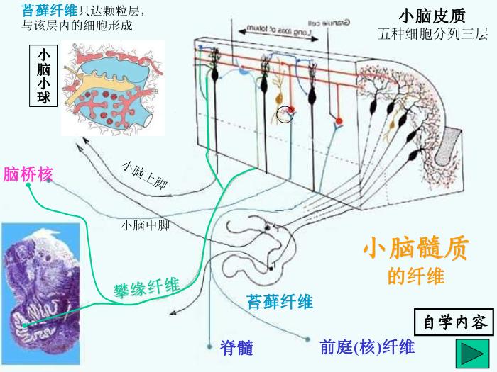 【醫學PPT課件】腦部重點平面讀片、切面第11頁