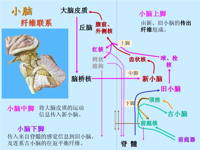 【醫學PPT課件】腦部重點平面讀片、切面第12頁