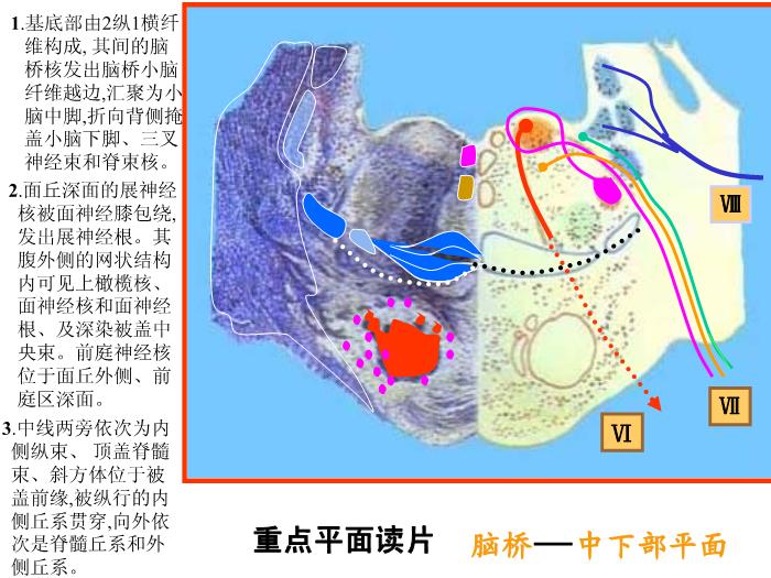 【醫學PPT課件】腦部重點平面讀片、切面第2頁