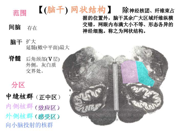 【醫學PPT課件】腦部重點平面讀片、切面第4頁