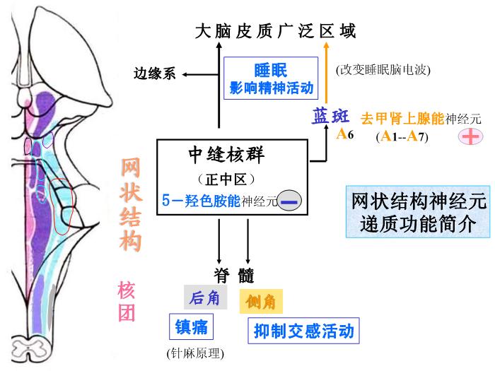 【醫學PPT課件】腦部重點平面讀片、切面第5頁