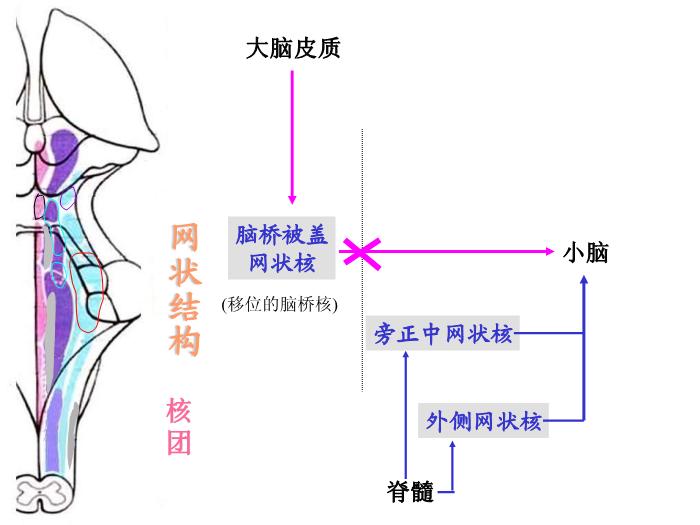 【醫學PPT課件】腦部重點平面讀片、切面第6頁