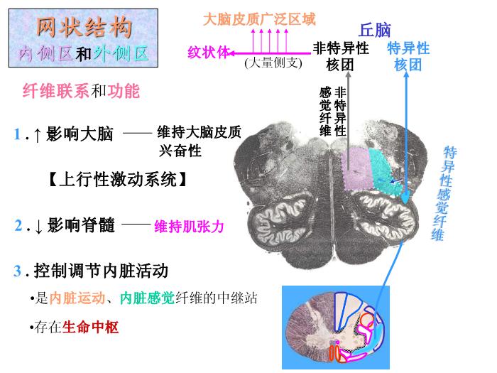 【醫學PPT課件】腦部重點平面讀片、切面第7頁