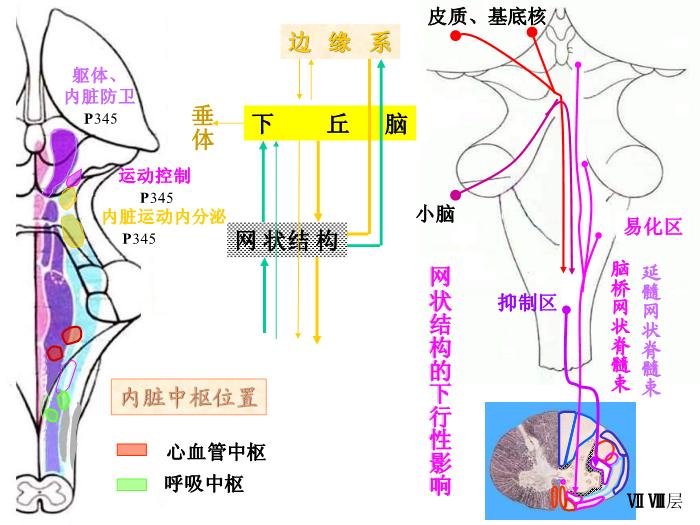 【醫學PPT課件】腦部重點平面讀片、切面第8頁