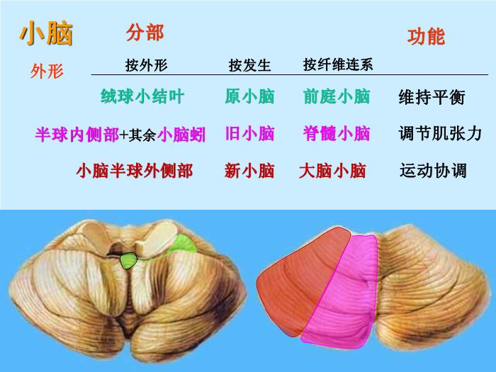 【醫學PPT課件】腦部重點平面讀片、切面第9頁