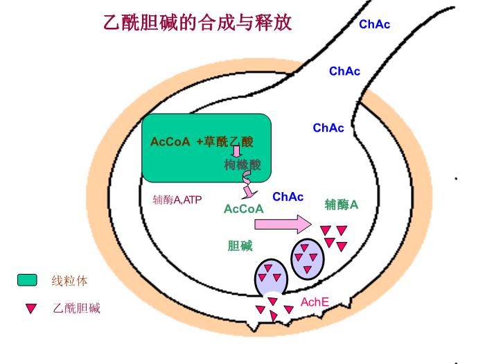【醫學PPT課件】第5章 自主神經系統藥理概論第10頁