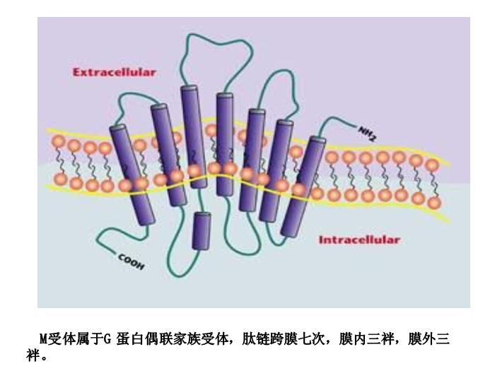 【醫學PPT課件】第5章 自主神經系統藥理概論第14頁