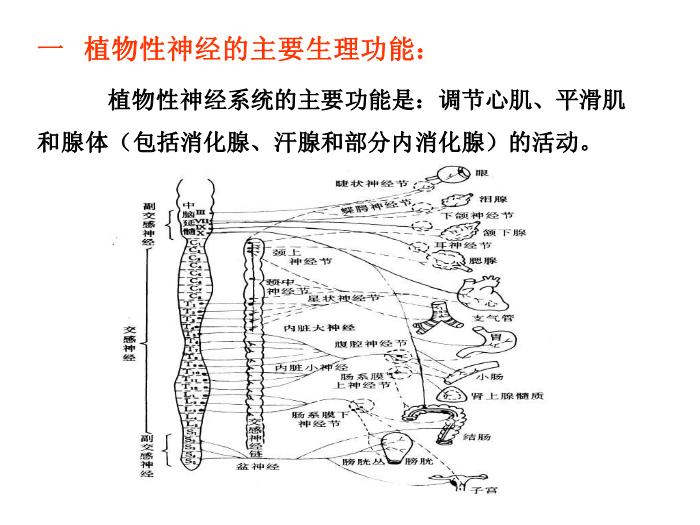 【醫學PPT課件】第5章 自主神經系統藥理概論第2頁