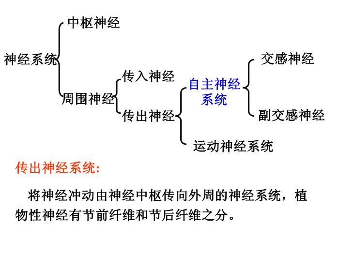 【醫學PPT課件】第5章 自主神經系統藥理概論第3頁