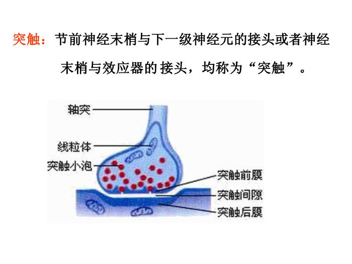 【醫學PPT課件】第5章 自主神經系統藥理概論第5頁