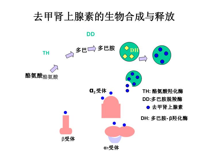 【醫學PPT課件】第5章 自主神經系統藥理概論第8頁