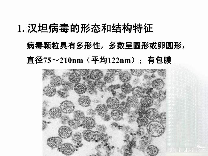 【醫學PPT課件】第30章 出血熱病毒 醫學微生物學教學課件第13頁