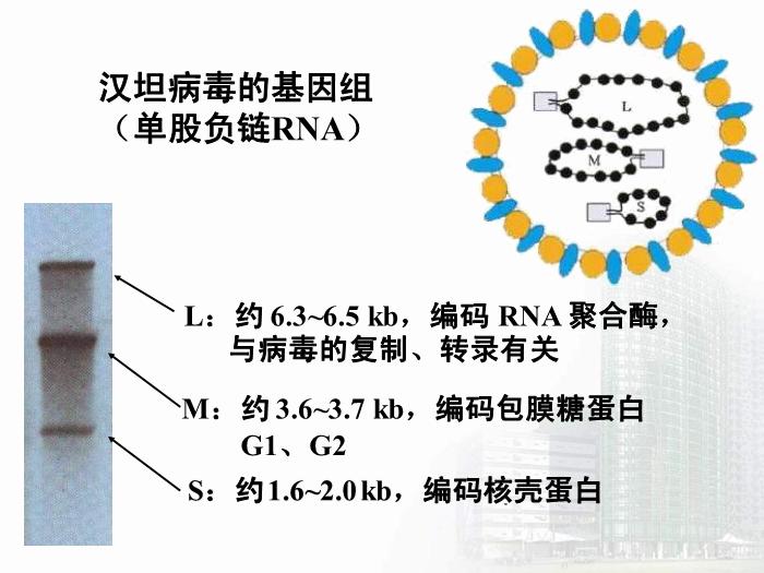 【醫學PPT課件】第30章 出血熱病毒 醫學微生物學教學課件第14頁