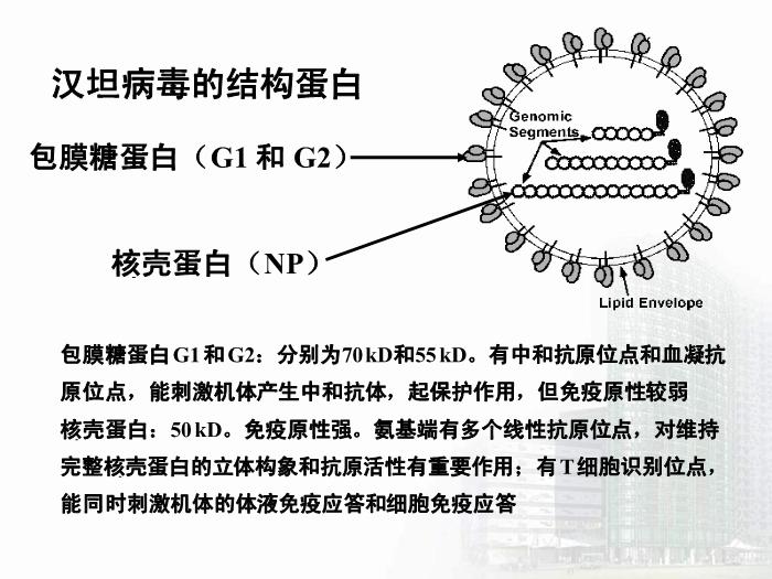 【醫學PPT課件】第30章 出血熱病毒 醫學微生物學教學課件第15頁