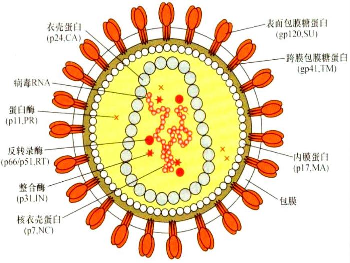 【醫學PPT課件】第32章 逆轉錄病毒 醫學微生物學教學課件第13頁