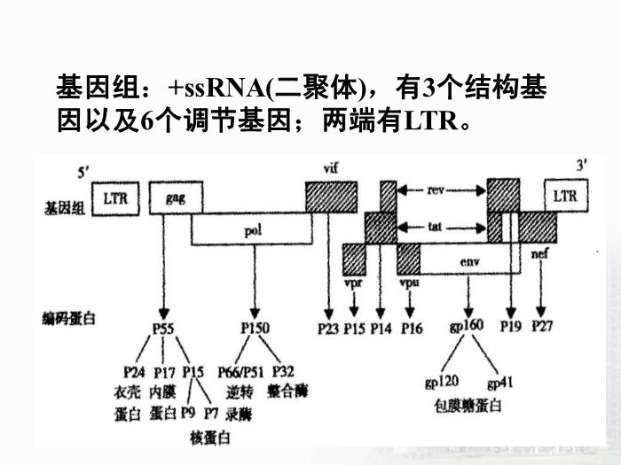 【醫學PPT課件】第32章 逆轉錄病毒 醫學微生物學教學課件第15頁