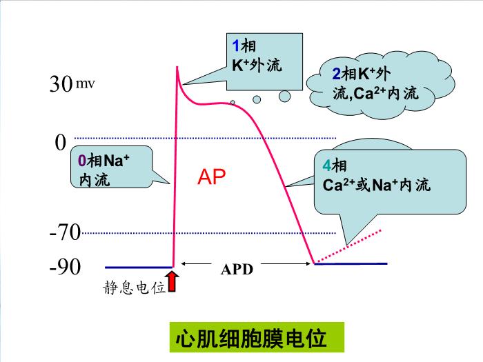 【醫學PPT課件】抗心律失常藥 邵陽醫專藥理學教研室第8頁