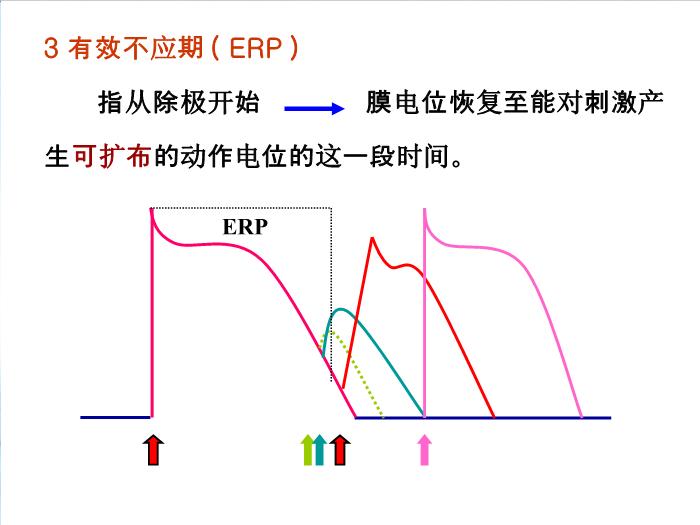 【醫學PPT課件】抗心律失常藥 邵陽醫專藥理學教研室第9頁